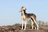 SALUKI 002